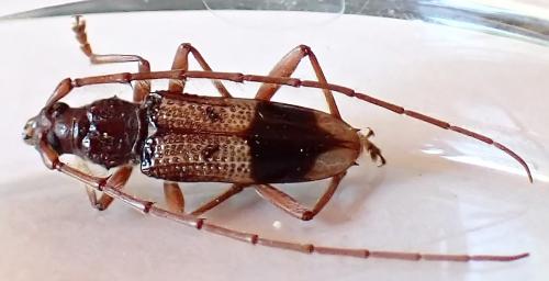 Phoracantha recurva